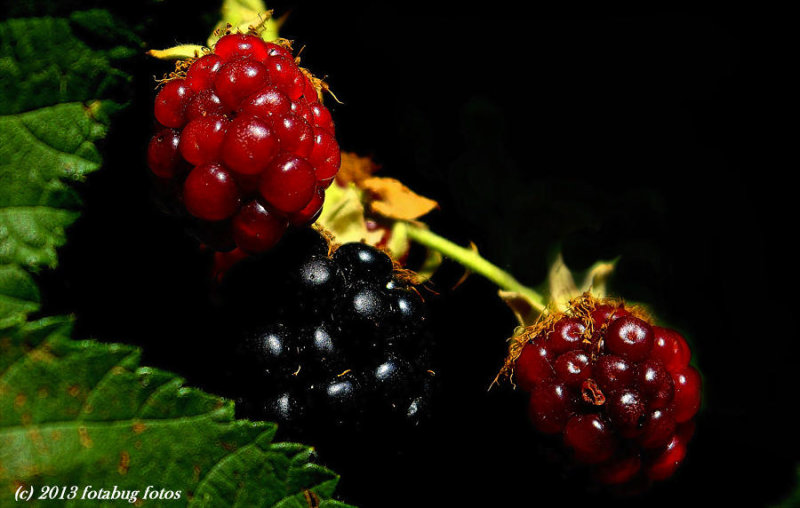 The Blackberries Are Ripening