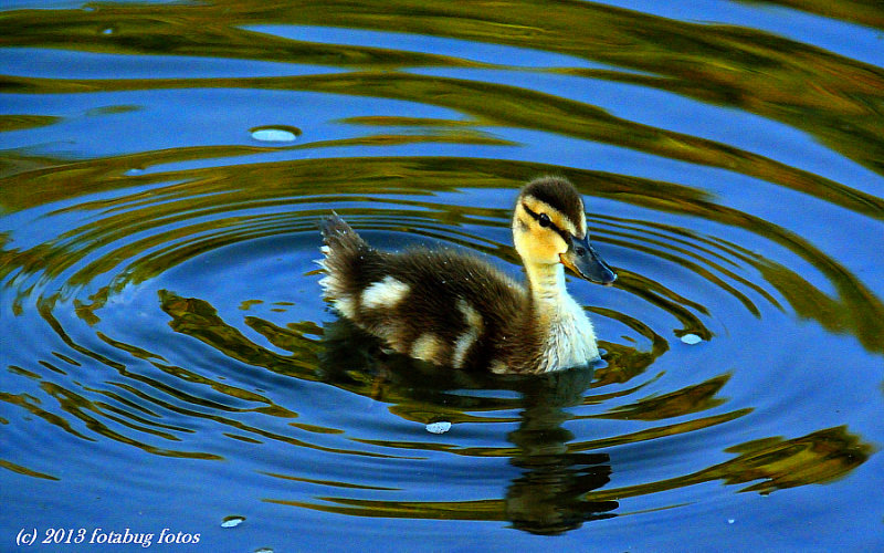 Ring Around The Duckling
