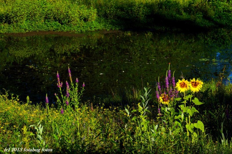 Sunflowers In Delta Ponds?