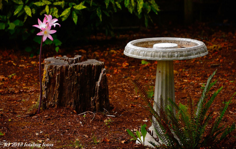 The volunteer Naked Lady in our backyard