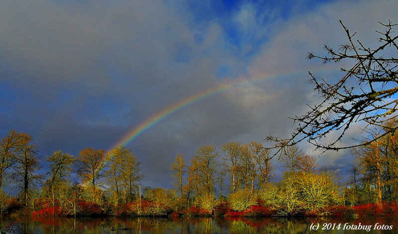Rainbow Over Delta Ponds
