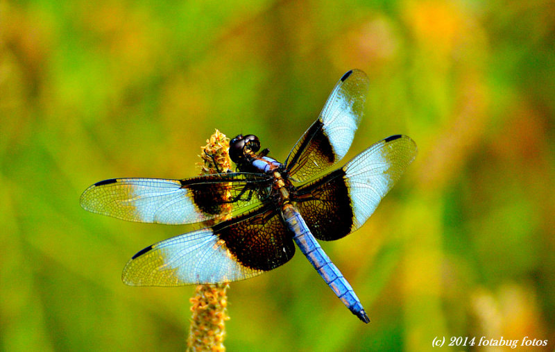 Delightful Dragonfly