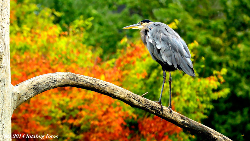 Heron and Fall Colors