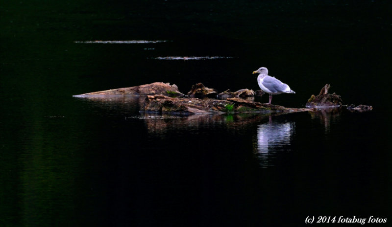 Herring Gull On Alton Baker Pond