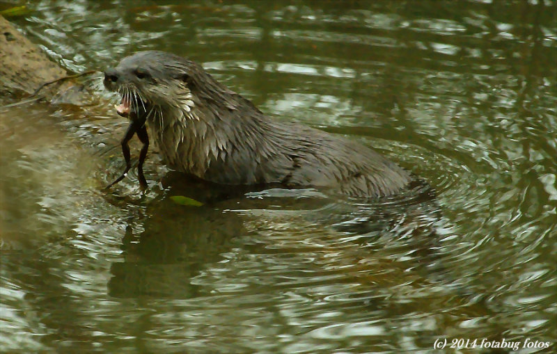 River Otter with Prey