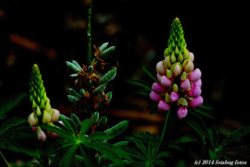 D600-062814-106a.jpg