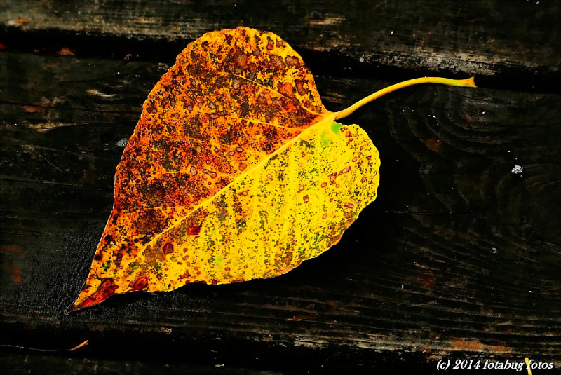 Portrait of a Leaf