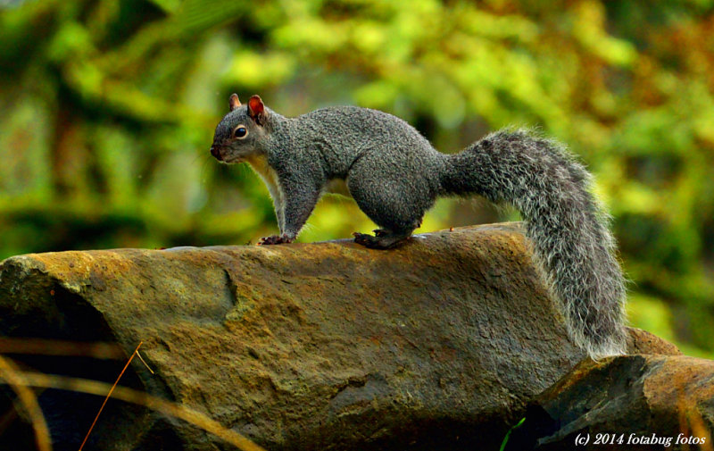 Declining Population - The Western Gray Squirrel