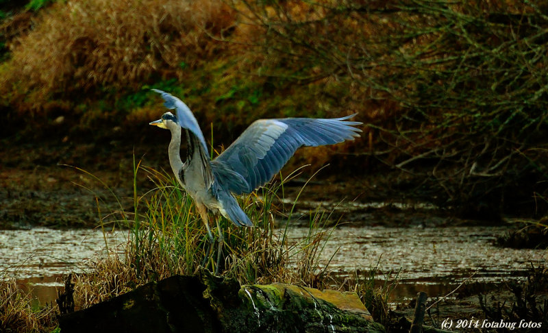 The 'Great' Blue Heron!