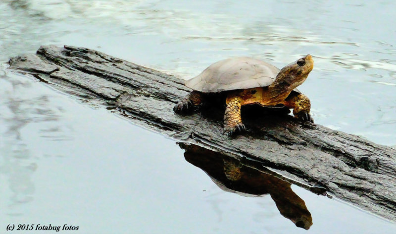 Turtle at Delta Ponds