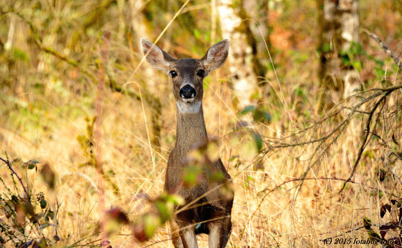 Hello Deer!