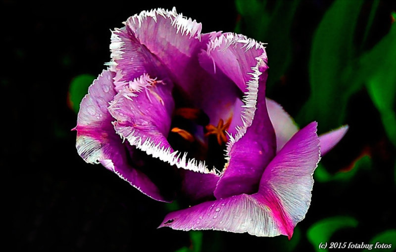 Fringed Tulip - Like The Frosting on a Cake!