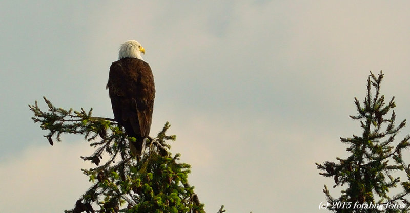  The Sentinel