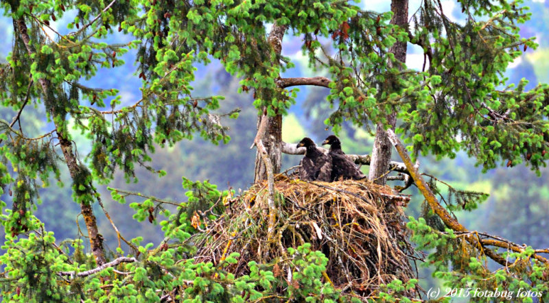 One Last View of Eaglets in the Nest