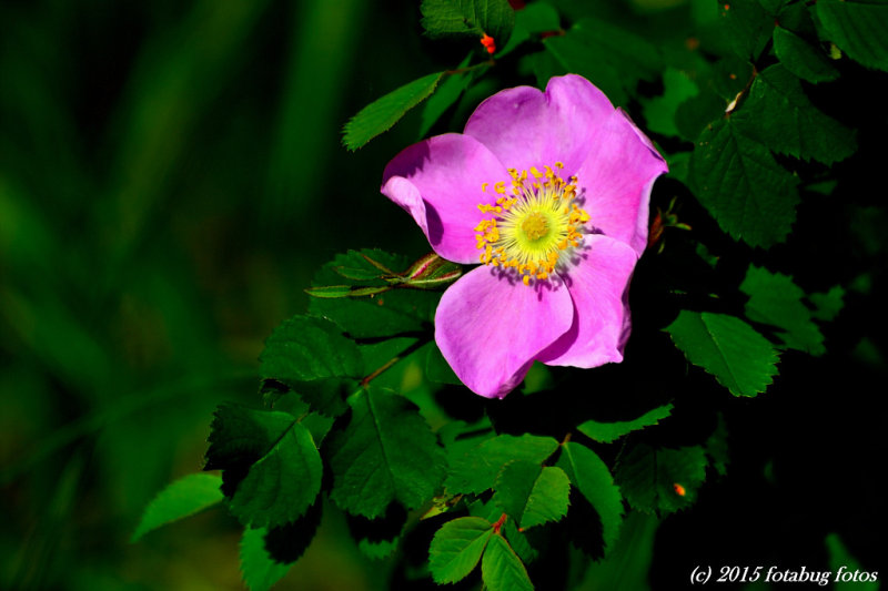 Wild Rose, Provincial Flower of Alberta