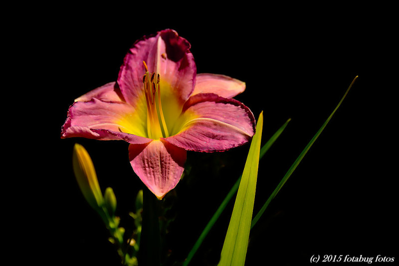 Day Lily in the Light of Day