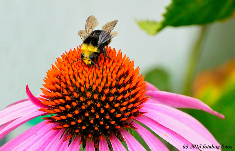 Bee on Cone Flower (echinacea)