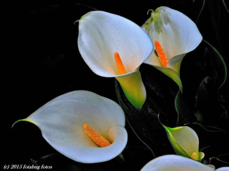 The Calla Lily That Isn't