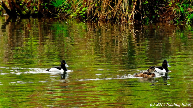 Male and Female Ring-Necked Ducks