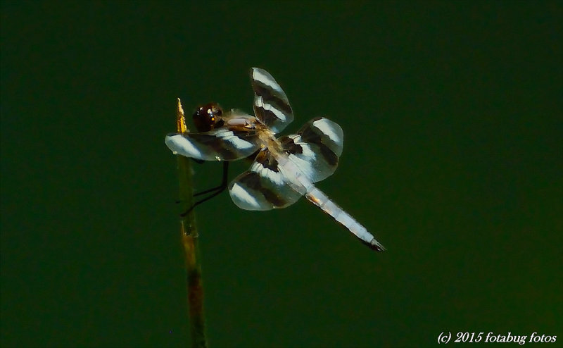 A Good reason for Liking Dragonflies!