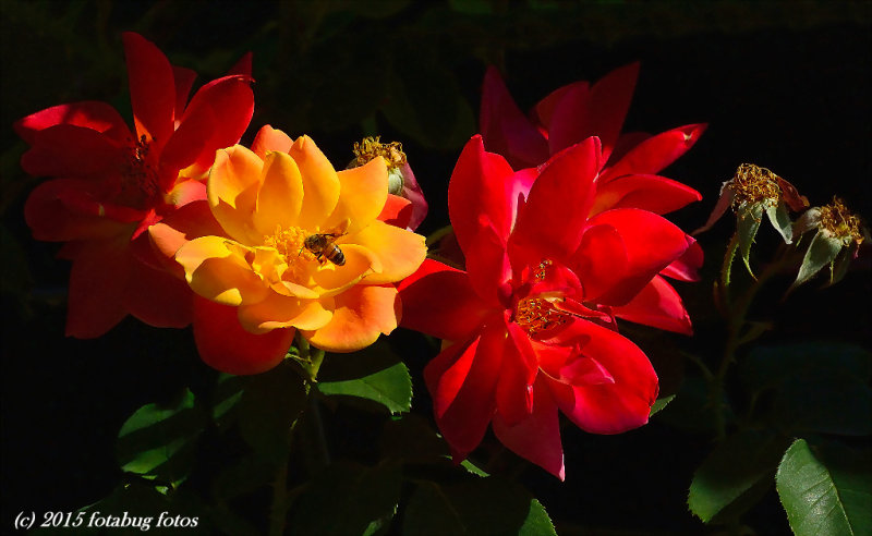 Bee-uty in the Rose Garden