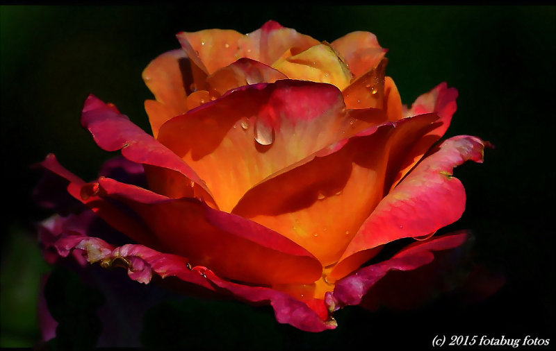 A Regal Rose