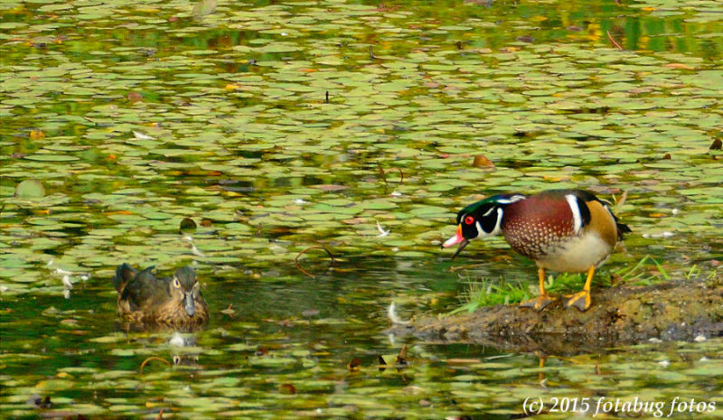 Is there Trouble in the Wood Duck Family?