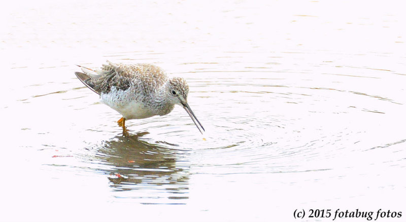 Greater Yellowlegs on the Hunt for Food