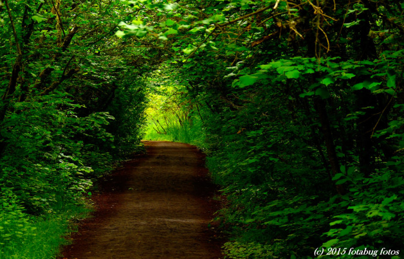 Trail Through the Trees