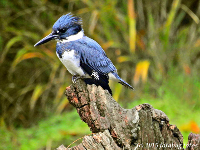 Belted Kingfisher on a Stump