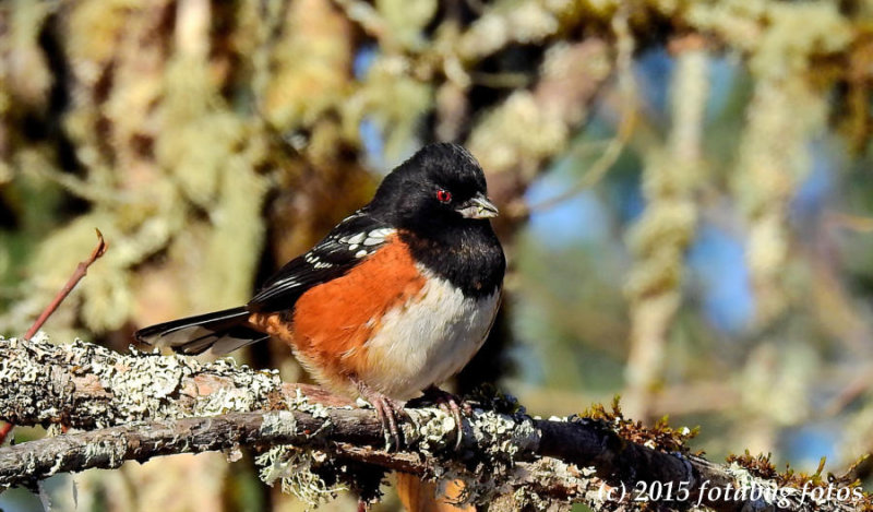 The Beautifully Colored Spotted Towhee