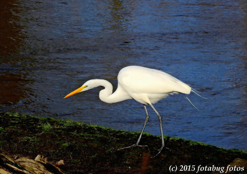 A Truly Great Egret