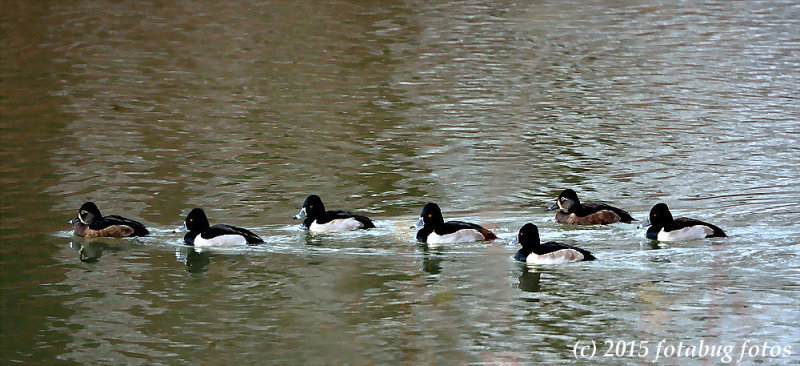 A Team of Ring-necked Ducks!