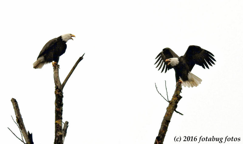 Bald Eagle Talk