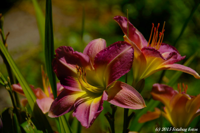 D7100-070215-002.jpg