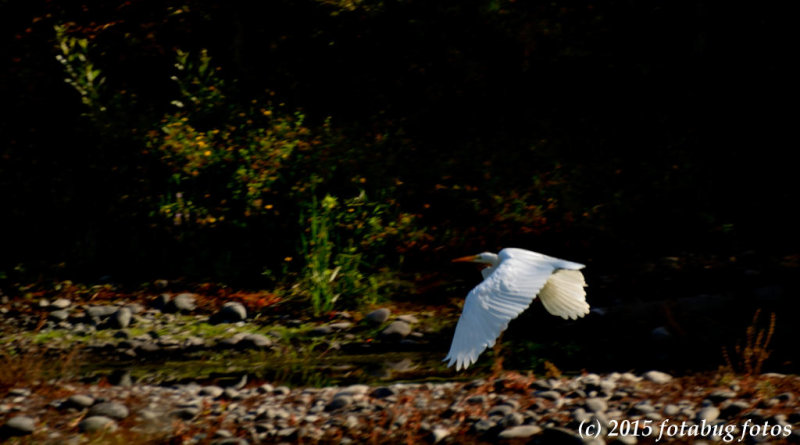D7100-081715-099.jpg