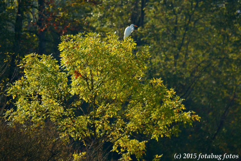 D7100-100115-457.jpg