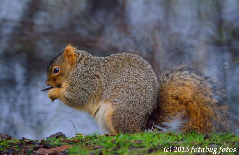 D7100-122815-070.jpg