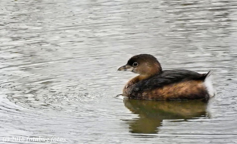 The Pied-billed Grebe, Built for Diving