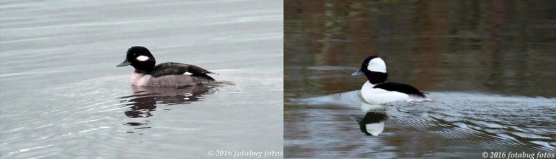 Bufflehead, Female and Male