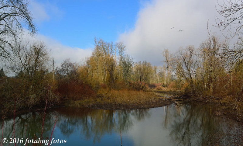 Flying Over The Ponds