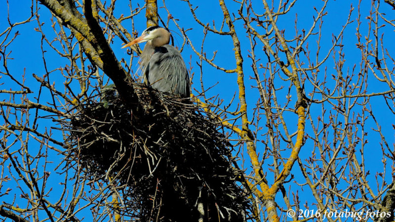 The Herons Are Nesting!