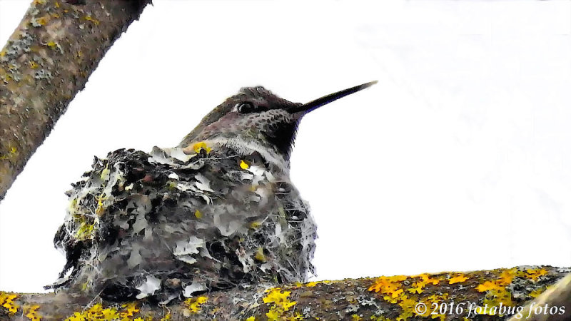  Hummingbird in Nest