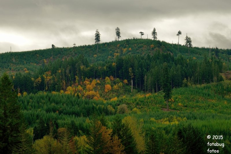 Hill Above the Gorge
