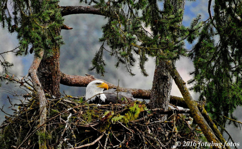 The Bald Eagles Are Nesting!