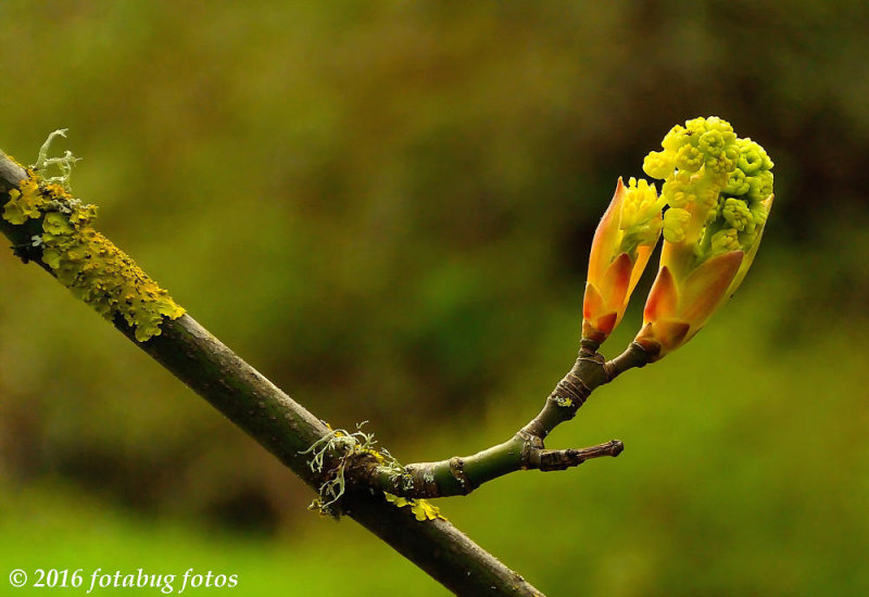 Big Leaf Maple Bud