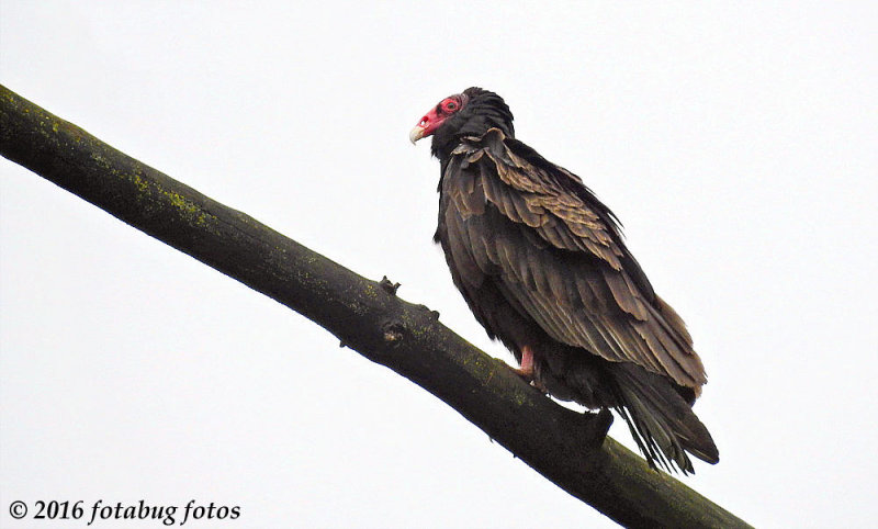 Turkey Vulture