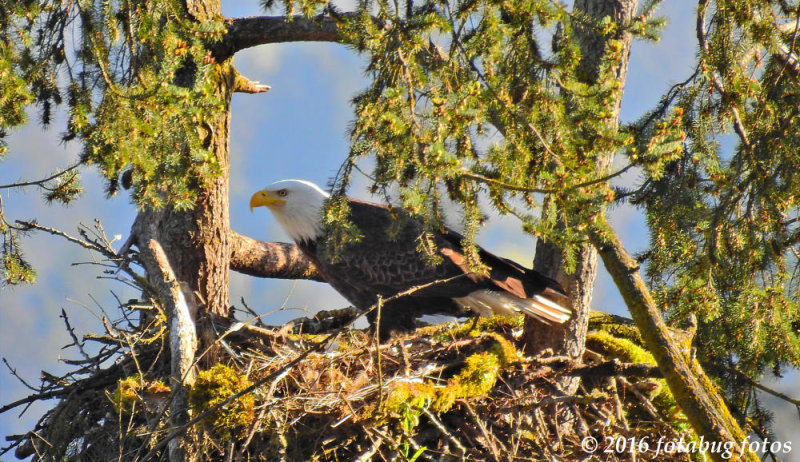 Mama Bald Eagle at the Nest