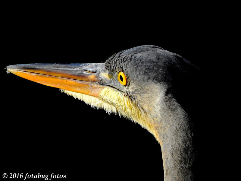 Seeing the Heron in Favorable Light