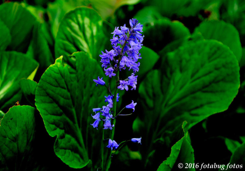 Blue Bells and Elephant Ears